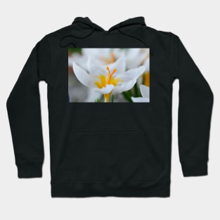 Crocus sieberi  &#39;Bowles&#39;s White&#39; Hoodie